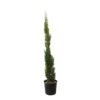 Cupressus Sempervirens 'Totem' :H. 100/110 Cm Pot 10 L