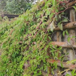 Vigne Vierge Henryana - Parthenocissus Henryana 3l -Jardin Harmonie Soldes Boutique 4973df6b15814da6