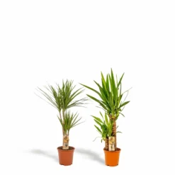 Yucca, Dracaena, Duo De Plantes - Plantes D'intérieur