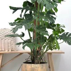 Monstera Deliciosa Xxl - H150cm, ø24cm - Très Grande Plante D'intérieur 9 Monstera Deliciosa Xxl - H150cm, ø24cm - Très Grande Plante D'intérieur -Jardin Harmonie Soldes Boutique 4a67451028bff786