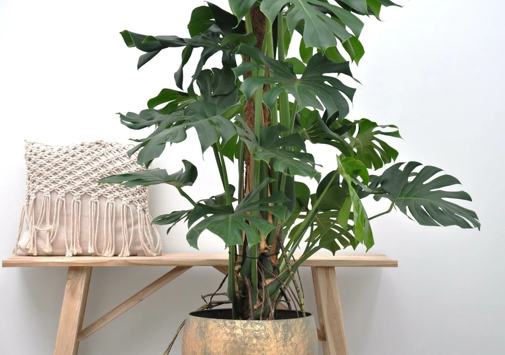 Monstera Deliciosa Xxl - H150cm, ø24cm - Très Grande Plante D'intérieur 6 Monstera Deliciosa Xxl - H150cm, ø24cm - Très Grande Plante D'intérieur – Image 4