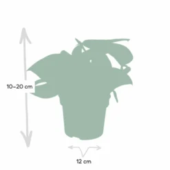 Pothos Scindapsus Pictus Epipremnum - H15cm, ø12cm - Plante D'intérieur Tombante -Jardin Harmonie Soldes Boutique 4ac80b88f941ba75