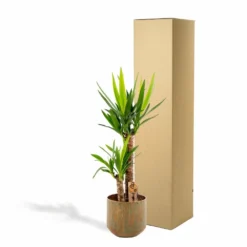 Yucca Et Son Cache-pot Doré - H100cm, ø21cm - Très Grande Plante D'intérieur -Jardin Harmonie Soldes Boutique 4b19ad780e0eda90