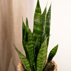 Sansevieria Zeylanica - H55cm, ø14cm - Plante D'intérieur Sans Entretien -Jardin Harmonie Soldes Boutique 4b22abfedd7b3d72