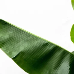 Bananier Xxl - H150cm, ø30cm - Très Grande Plante D'intérieur -Jardin Harmonie Soldes Boutique 4c711f11cbd0bdab