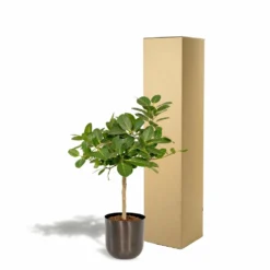Ficus Benghalensis Et Son Cache-pot Noir - H90cm, ø21cm - Grande Plante D'intérieur -Jardin Harmonie Soldes Boutique 4eb4833498f77221