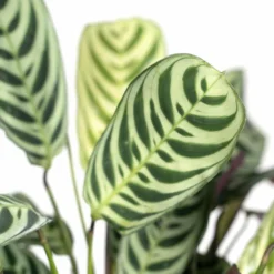 Ctenanthe Lovable - H25cm, ø14cm - Plante D'intérieur -Jardin Harmonie Soldes Boutique 4f88a7735de71a06