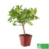 Lime De Tahiti : Quart De Tige, Pot 3L, Agriculture Biologique -Jardin Harmonie Soldes Boutique 509209 005