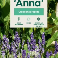 Lavandula Angustifolia Anna : C. 3L 6 Lavandula Angustifolia Anna : C. 3L -Jardin Harmonie Soldes Boutique 510699 004