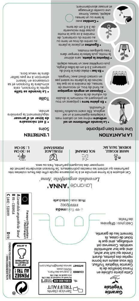 Lavandula Angustifolia Anna : C. 3L 5 Lavandula Angustifolia Anna : C. 3L – Image 3