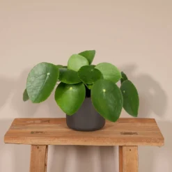 Pilea Peperomiodes - H20cm, ø12cm - Plante D'intérieur -Jardin Harmonie Soldes Boutique 513a300c6de22731