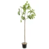 Figuier 'Rouge De Bordeaux' Tige : Pot 10 L