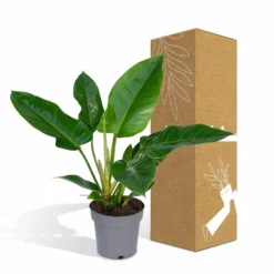 Philodendron Imperial Green - H65cm - ø19cm - Plante D'intérieur -Jardin Harmonie Soldes Boutique 51711f6c0f6cb328