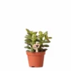 Crassula - H11cm, ø6cm - Plante D'intérieur -Jardin Harmonie Soldes Boutique 518458f65b7b58f1