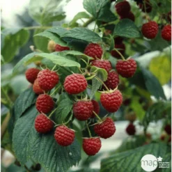 Framboisier 'Héritage' : Pot De 5 Litres -Jardin Harmonie Soldes Boutique 523572 002