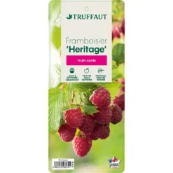 Framboisier 'Héritage' : Pot De 5 Litres -Jardin Harmonie Soldes Boutique 523572 005