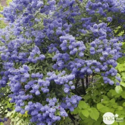 Ceanothus Persistant : C3L H.30/40 - Coloris Variables -Jardin Harmonie Soldes Boutique 52752 001