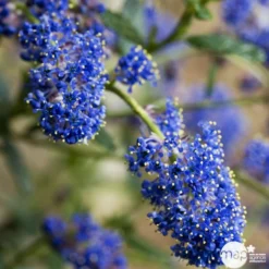 Ceanothus Persistant : C3L H.30/40 - Coloris Variables -Jardin Harmonie Soldes Boutique 52752 002