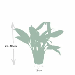 Aglaonema Christina - H30cm, ø12cm - Plante D'intérieur -Jardin Harmonie Soldes Boutique 52d68148d9d73b0c