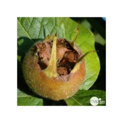 Eriobotrya 'Japonica': Ctr 18L -Jardin Harmonie Soldes Boutique 532439 001