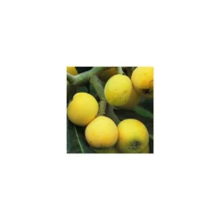Eriobotrya 'Japonica': Ctr 18L -Jardin Harmonie Soldes Boutique 532439 005