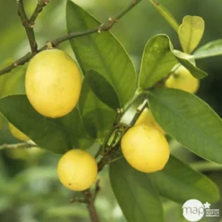 Limequat:AB Conteneur 3 Litres -Jardin Harmonie Soldes Boutique 536191 004