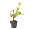Limequat:AB Conteneur 3 Litres -Jardin Harmonie Soldes Boutique 536191 2099988