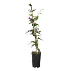 Hardenbergia Violacea - Hardenbergia Violacea 3l -Jardin Harmonie Soldes Boutique 5403005547ccef70