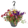 Mélange D'annuelles : Suspension C6L - Variétés Variables 1 Mélange D'annuelles : Suspension C6L - Variétés Variables -Jardin Harmonie Soldes Boutique 54081 001