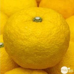 Yuzu AB:pot 3L -Jardin Harmonie Soldes Boutique 540978 002