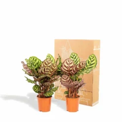 Calathea Makoyana Duo - Plantes D'intérieur -Jardin Harmonie Soldes Boutique 5418cd57583384fb