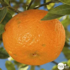 Agrumes XXL: C 5L - Variétés Variables -Jardin Harmonie Soldes Boutique 552321 003