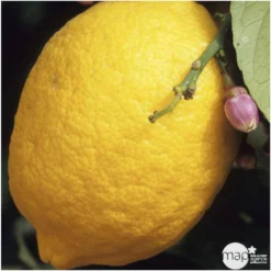 Agrumes XXL: C 5L - Variétés Variables -Jardin Harmonie Soldes Boutique 552321 004