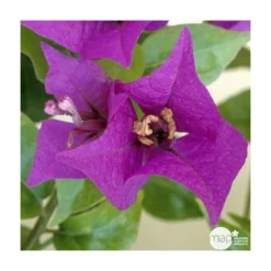 Bougainvillea : Pyramide D17cm - Coloris Variables -Jardin Harmonie Soldes Boutique 556286 003