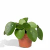 Pilea Peperomiodes - H20cm, ø12cm - Plante D'intérieur -Jardin Harmonie Soldes Boutique 5595955568a206bc