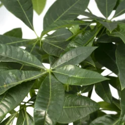 Pachira Aquatica - H70cm, ø17cm - Grande Plante D'intérieur -Jardin Harmonie Soldes Boutique 57087cd16a76f5ef