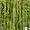Equisetum Japonica : C.5L -Jardin Harmonie Soldes Boutique 572501 001