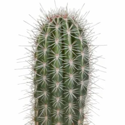 Pachycereus Pringlei - H40cm, ø17cm - Plante D'intérieur -Jardin Harmonie Soldes Boutique 57b3a108e7f76c21