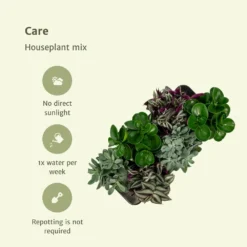 Box 6 Plantes D'intérieur - H20cm, ø12cm - Plantes D'intérieur -Jardin Harmonie Soldes Boutique 57cb3f066d5948c2