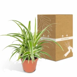 Chlorophytum - H25cm, ø12cm - Plante D'intérieur -Jardin Harmonie Soldes Boutique 58d98f93a3e197de