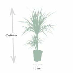 Dracaena Marginata - H70cm, ø17cm - Grande Plante D'intérieur -Jardin Harmonie Soldes Boutique 59154e5733f16093