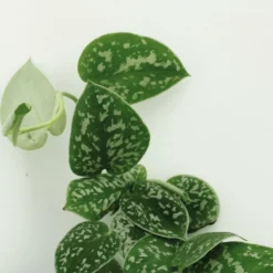 Pothos Scindapsus Pictus Epipremnum - H25cm, ø15cm - Plante D'intérieur Tombante -Jardin Harmonie Soldes Boutique 5a2ccbdf833b1474