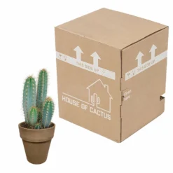 Pilosocereus Azureus Et Son Cache-pot Marron - H40cm, ø17cm - Plante D'intérieur -Jardin Harmonie Soldes Boutique 5a33834f87ba2412