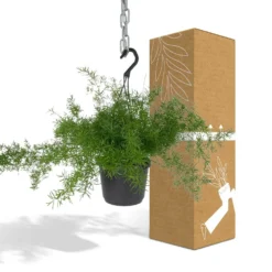 Asparagus Sprengeri Hang - H35cm, ø17cm - Plante D'intérieur Tombante -Jardin Harmonie Soldes Boutique 5b1993604e47a18c
