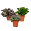 Box 3 Plantes D'intérieur - H20cm, ø12cm - Plantes D'intérieur -Jardin Harmonie Soldes Boutique 5c1996a32169c407