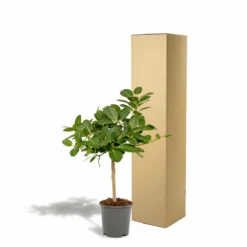 Ficus Benghalensis - H75cm, ø21cm - Grande Plante D'intérieur -Jardin Harmonie Soldes Boutique 5c1e293321750c74