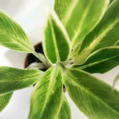 Plante Verte - Aglaonema Lipstick Green - H25cm, ø9cm - Plante D'intérieur -Jardin Harmonie Soldes Boutique 5d00ec58edb9ad7a