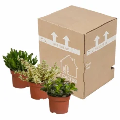 Crassula, Box De 3 Plantes - H15cm, ø10,5cm - Plantes D'intérieur -Jardin Harmonie Soldes Boutique 5ddb1b051b6db20b