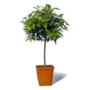 Mandarinier Satsuma Bio "citrus Unshiu" Tailles:pot De 3 Litres, Hauteur 30/40 Cm -Jardin Harmonie Soldes Boutique 5e11a2c7643386a3