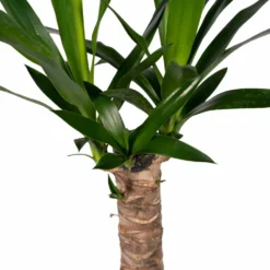 Yucca - H40cm, ø14cm - Plante D'intérieur -Jardin Harmonie Soldes Boutique 5f16e0f52d300105